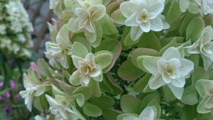 1435384821119-1397186356