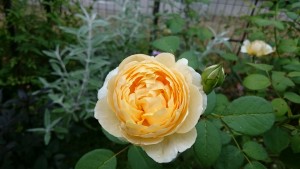 1435795461420237700280