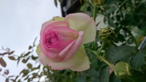 1435795501317-2012334502